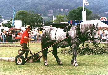 horse logging demonstration