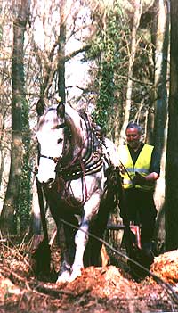 horse logging with a working horse