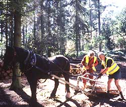 horse logging training